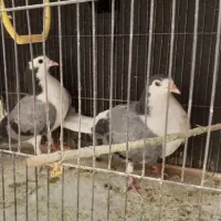 پرنده کفتر مرغ عشق لاستیک تیوپ رینگ