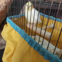 یک عدد عروس هلندی فروشی