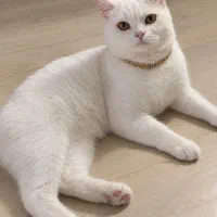 گربه بریتیش میکس
