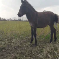 فروش قاطر 7 ماهه