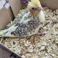 فروش ۳ عدد عروس هلندی ۴ ماهه و دو عدد سرلاکی دستی