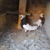کبوتر پرشی