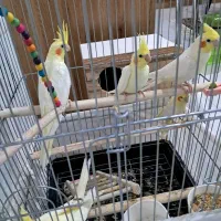 عروس هلندی مولد|پرنده|رودهن, |دیوار