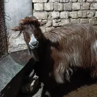 بز بره|حیوانات مزرعه|برخوار, |دیوار