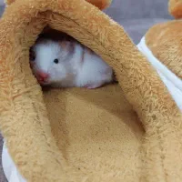 همستر۲ماهه|موش و خرگوش|رشت, پاره بیجار|دیوار