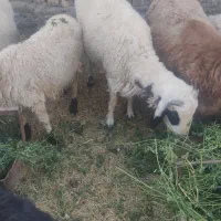 گوسفند زنده