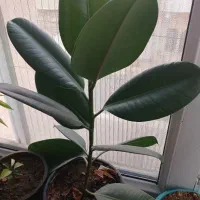 گل فیکوس سبز