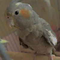 پرنده عروس هلندی سه عدد|پرنده|بندرعباس, |دیوار