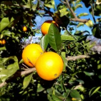 پرتقال|خوردنی و آشامیدنی|پرهسر, |دیوار