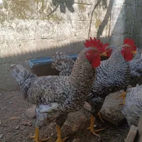 خروس امروک