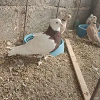 طوقی|پرنده|خاش, |دیوار