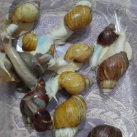 حلزون البینو