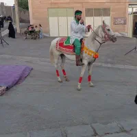 اسب کرد