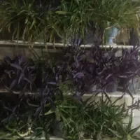 فروش گل خانگی