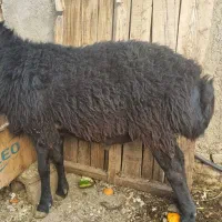 قوچ|حیوانات مزرعه|محمدشهر, زیبادشت|دیوار