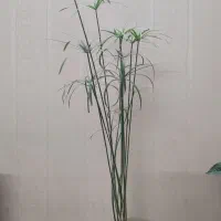 گل طبیعی