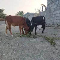 فروش سه راس گوساله