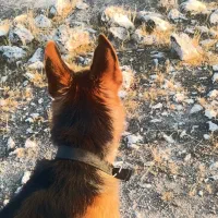 سگ جرمن|سگ|شیراز, شهرک ولیعصر|دیوار