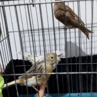 تعدادی قناری معاوضه با گرینچیک ملنگو|پرنده|قرچک, باقرآباد|دیوار