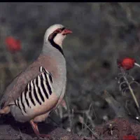 بلدرچین و مرغ نیست