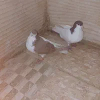 ۳۰۰۰،۰۰۰|پرنده|باغستان, |دیوار