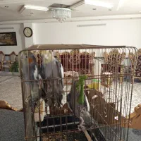 عروس هلندی هشت ماهه