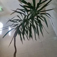 یوکا دومتری