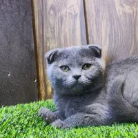 اسکاتیش بلو انفولد