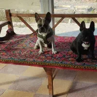 فرنچ بولداگ