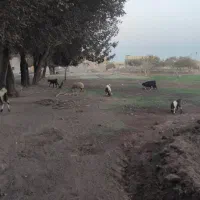 فروش گوسفند|حیوانات مزرعه|رفسنجان, |دیوار