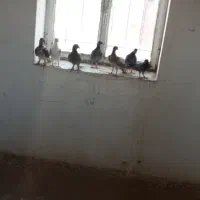 تعدادی کفتر پرشی جوجه پلاکی وتهرانی