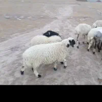 بره ماده رگایی