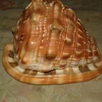 صدف امریکائ