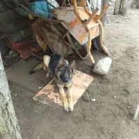 فروش سگ ژرمن شپرد|سگ|رودسر, |دیوار