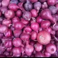 پیاز قرمز مخصوص ترشی