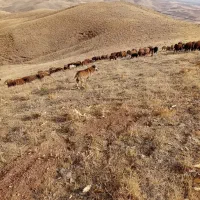 واگذاری سگ گله