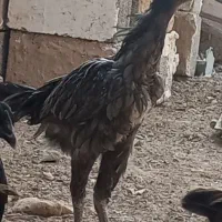 مرغ لاری|حیوانات مزرعه|شبانکاره, |دیوار