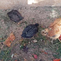 فروش بچه خرگوش وجوجه|موش و خرگوش|اراک, |دیوار