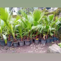 پالم|گل و گیاه طبیعی|کلاچای, |دیوار