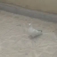 ماده پس اومده