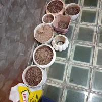 گلدان سالم با خاک