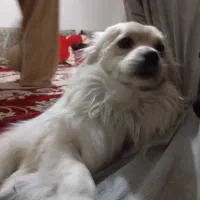 پامر
