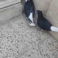 شامی ودم سفید کاکلی نروماده طوقی کله سینه کلاغ|پرنده|مشهد, آزادشهر|دیوار