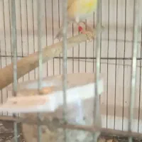 قناری|پرنده|سراب, |دیوار