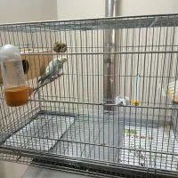 مرغ عشق همراه قفس