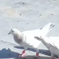 سلام عشق بازهای عزیز هفرنگ ماده باخت دادم.