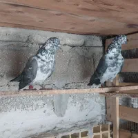 کبوتر پاکستانی|پرنده|قشم, |دیوار