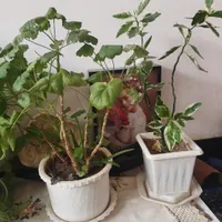 تعدادی گل طبیعی وزیبا