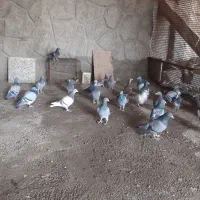 کبوتر پلاکی|پرنده|صوفیان, |دیوار