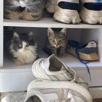 گربه|گربه|ارومیه, |دیوار